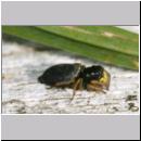 Heliophanus sp - Springspinne 01a 6-7mm.jpg